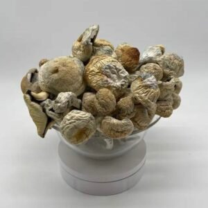Buy Albino Thrasher Mushroom Online