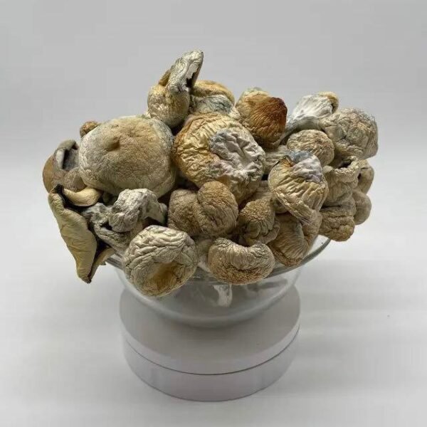 Buy Albino Thrasher Mushroom Online
