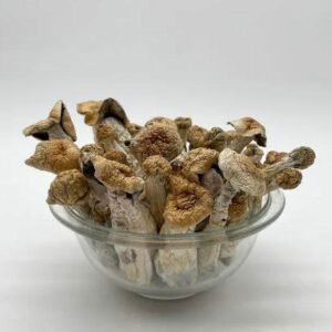 Where to Buy Penis Envy Mushroom