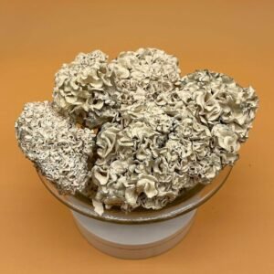 Purchase Enigma Mushroom Near Me