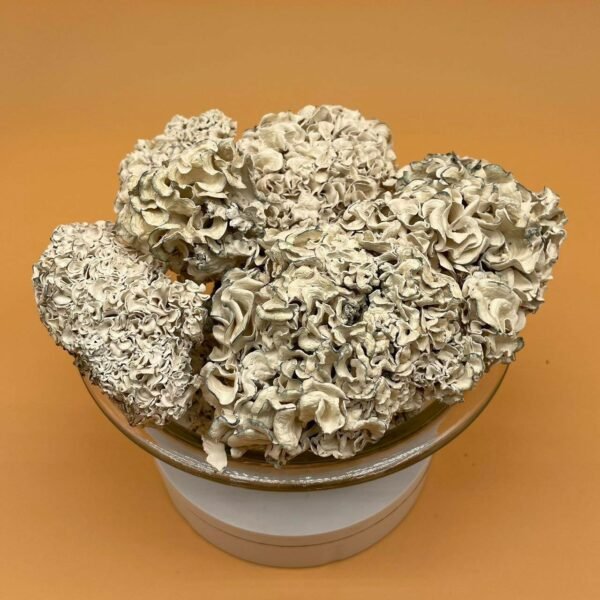 Purchase Enigma Mushroom Near Me Purchase Enigma Mushroom Near Me