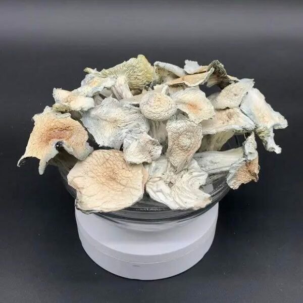Buy Albino Jack Frost Mushroom Online