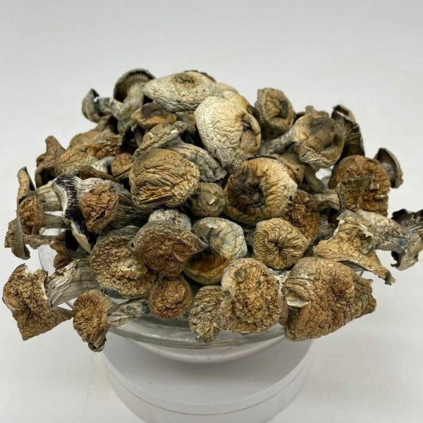 Where to Buy Hillbilly Mushroom Now Where to Buy Hillbilly Mushroom Now