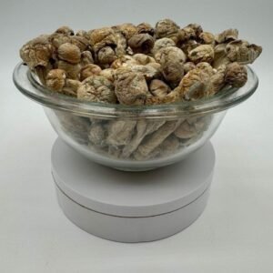 Buy Albino Tidalwave Mushroom Online