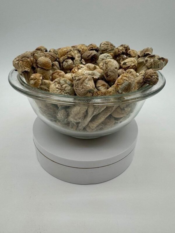 Buy Albino Tidalwave Mushroom Online Buy Albino Tidalwave Mushroom Online